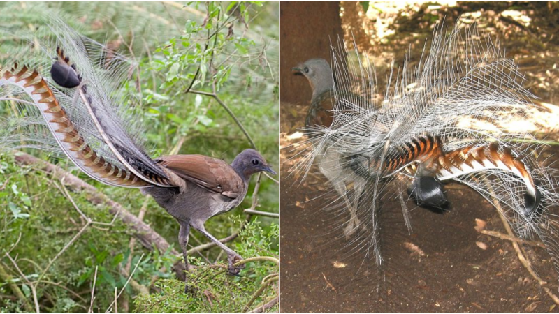 Unveiling the Enigmatic Lyrebirds: A Captivating Guide to Spotting Nature’s Master Mimics in Australia’s Wilderness