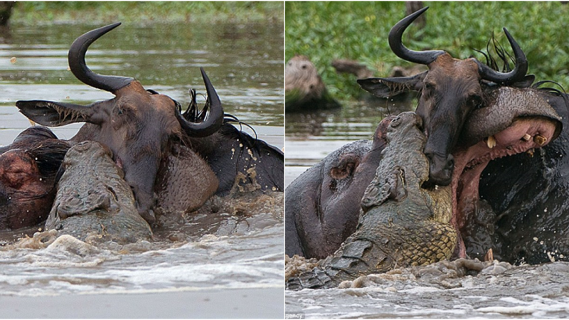 Spectacular Wildlife Showdown: Hippo, Crocodile, and Wildebeest in a Battle for Survival