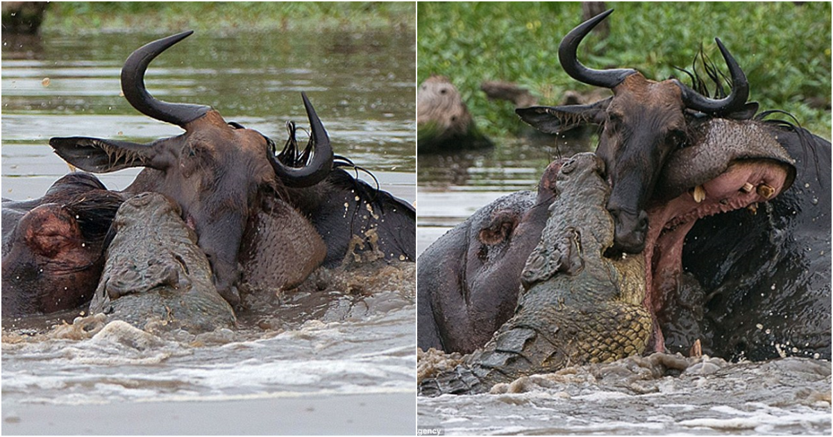 Spectacular Wildlife Showdown: Hippo, Crocodile, and Wildebeest in a Battle for Survival