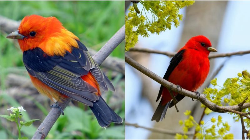 Scarlet Tanager: A Vibrant Beauty of the Avian World