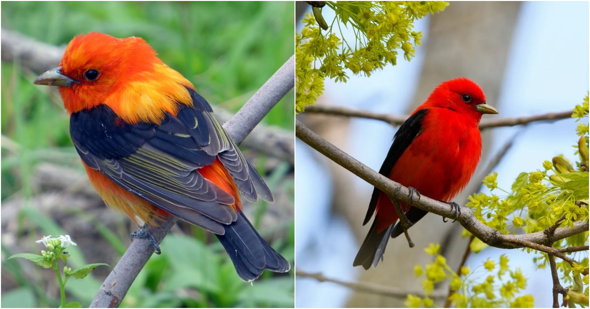 Scarlet Tanager: A Vibrant Beauty of the Avian World