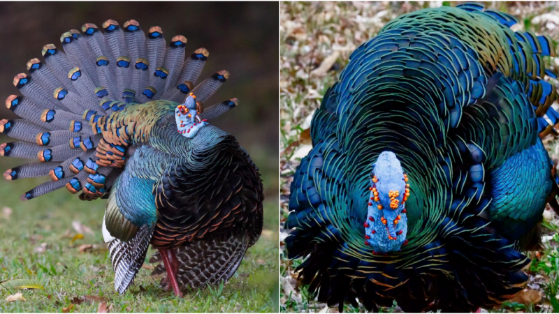 The Ocellated Turkey: A Spectacular and Endangered Gamebird of the Yucatán Peninsula