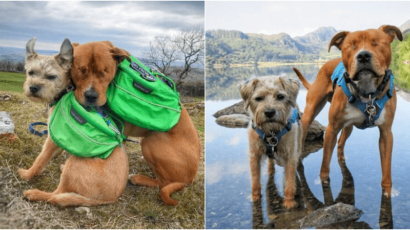 A Tale of Unbreakable Bonds: Amos and Toby’s Journey of Friendship