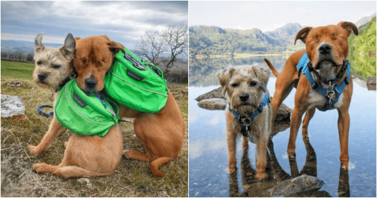 A Tale of Unbreakable Bonds: Amos and Toby’s Journey of Friendship