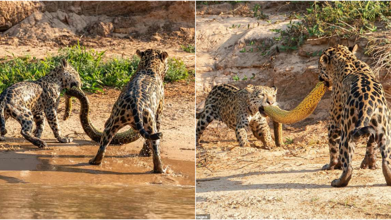 Jaguar Mother and Cub’s Epic Battle over 16ft Anaconda in Southwest Brazil