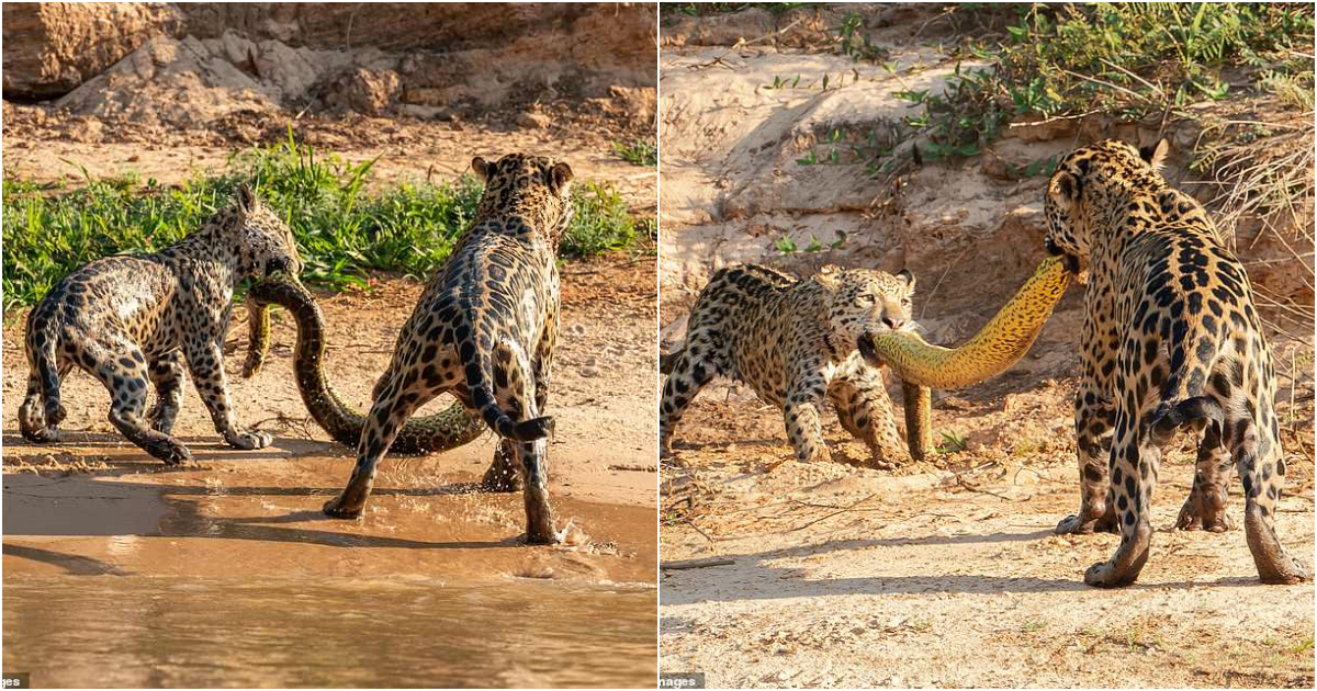 Jaguar Mother and Cub’s Epic Battle over 16ft Anaconda in Southwest Brazil