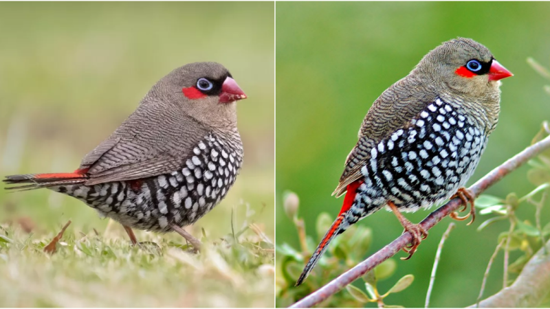 The Enchanting Red-Eared Firetail: A Plump Bird with a Short Tail