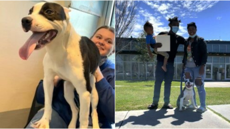 Heartwarming Reunion: Lost Dog Finds Family After Months at Shelter