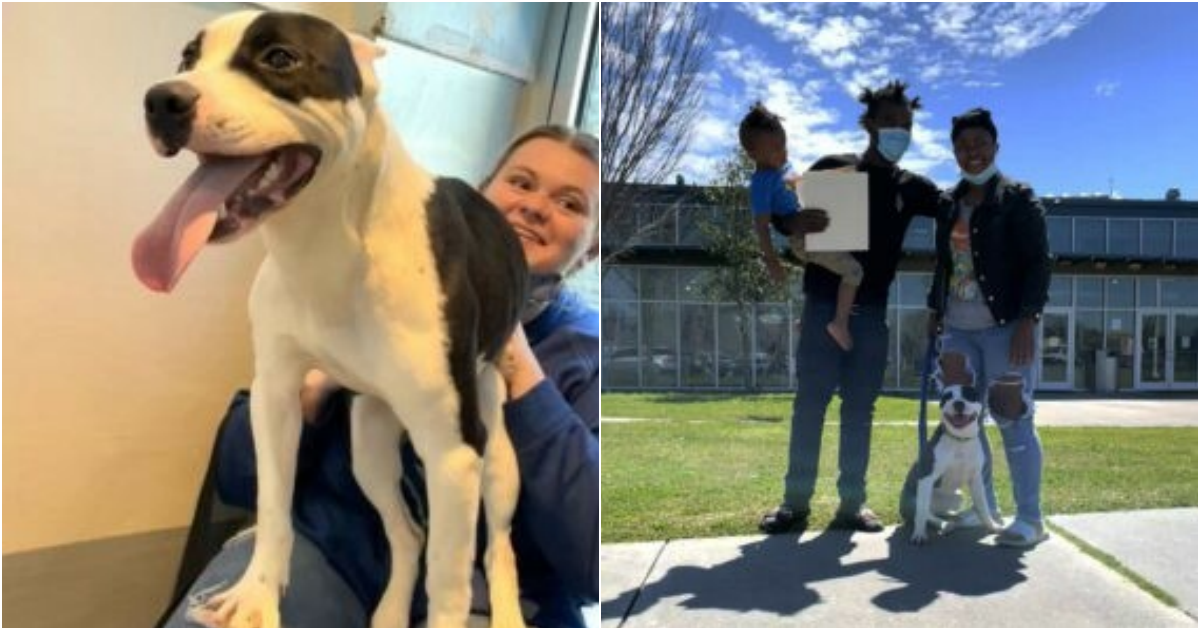 Heartwarming Reunion: Lost Dog Finds Family After Months at Shelter