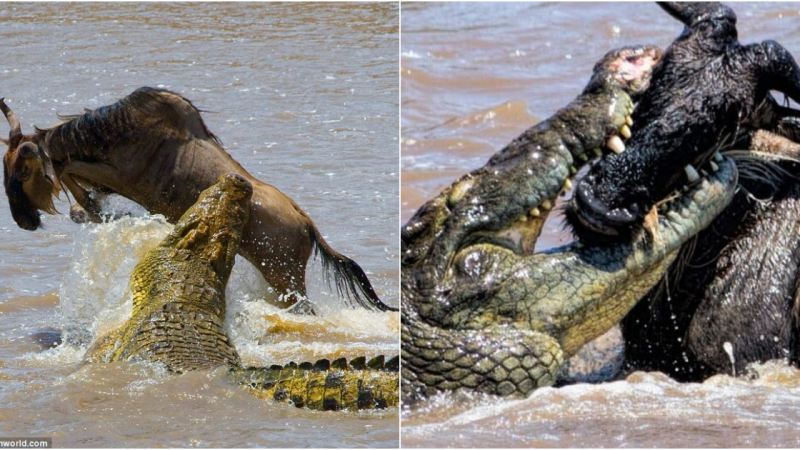 The Intense Battle of Crocodiles and Wildebeest: A Glimpse of the Great Wildebeest Migration