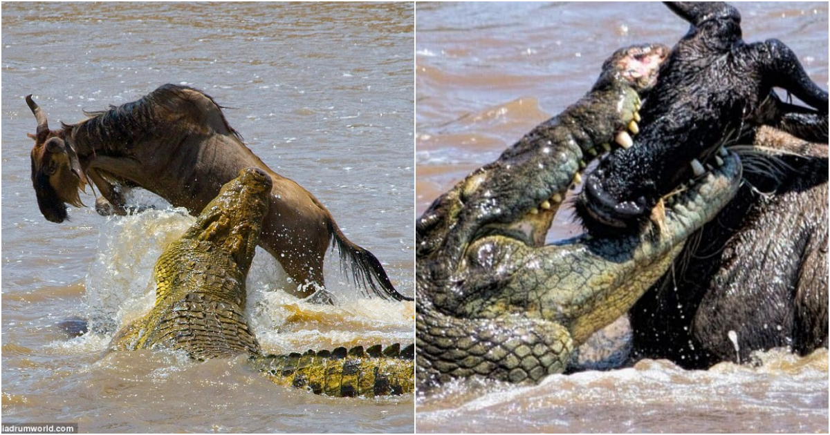 The Intense Battle of Crocodiles and Wildebeest: A Glimpse of the Great Wildebeest Migration