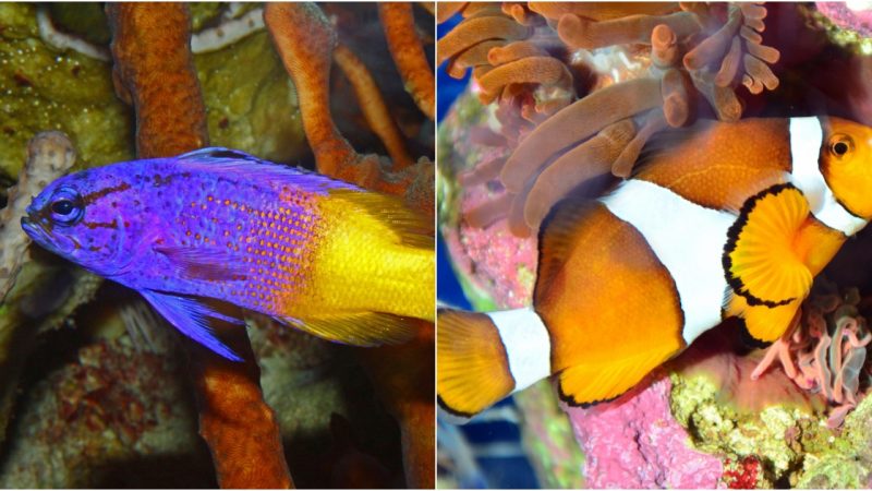 Easy-to-Keep Saltwater Aquarium Fish for Beginners