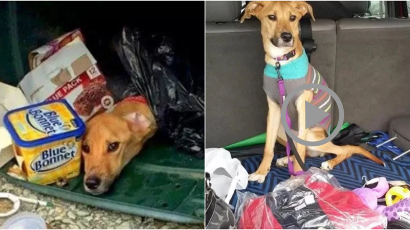 Resilient Dog Rescued from Trash After Heartless Abandonment