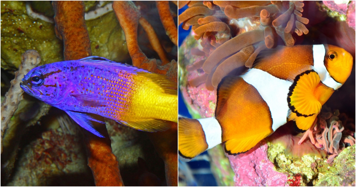 Easy-to-Keep Saltwater Aquarium Fish for Beginners