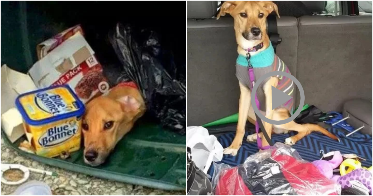 Resilient Dog Rescued from Trash After Heartless Abandonment