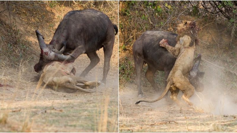 Lions and Buffaloes Perish in a Bloody Battle