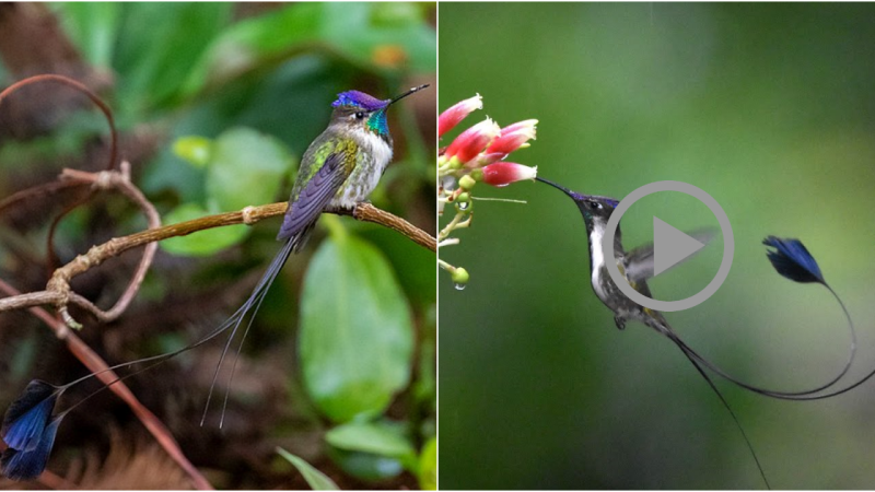 Loddigesia mirabilis – The Marvelous Loddigesia Bird