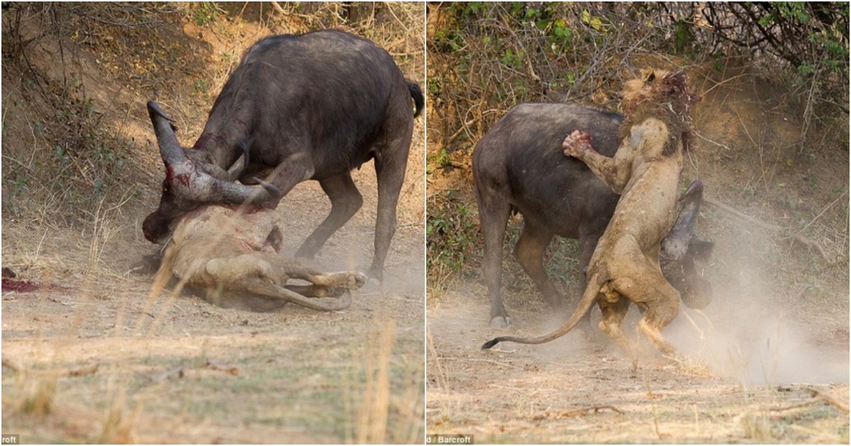 Lions and Buffaloes Perish in a Bloody Battle