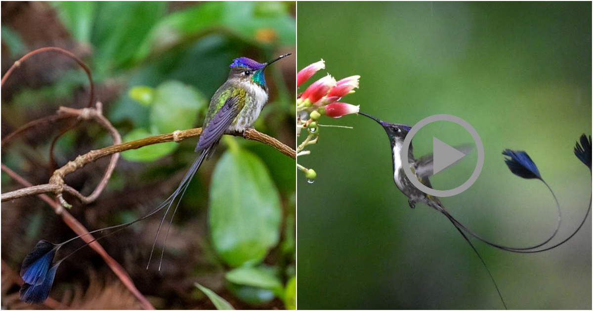 Loddigesia mirabilis – The Marvelous Loddigesia Bird