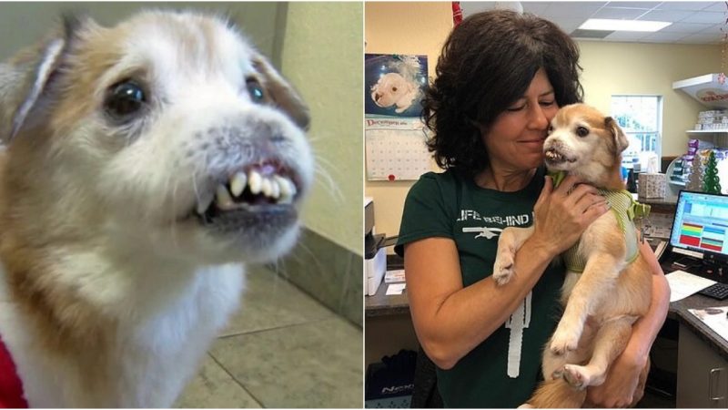 The Unbreakable Spirit: Sniffles, the Extraordinary Dog with No Nose and Broken Teeth