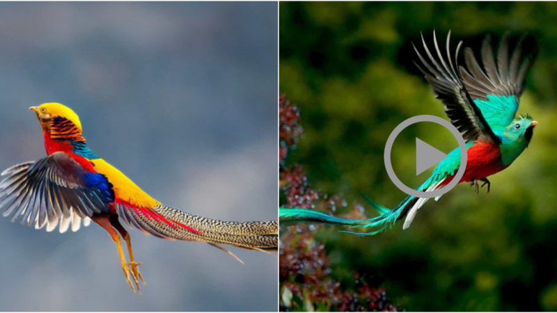 The Fascinating Phenomenon: Why Male Birds Outshine their Female Counterparts