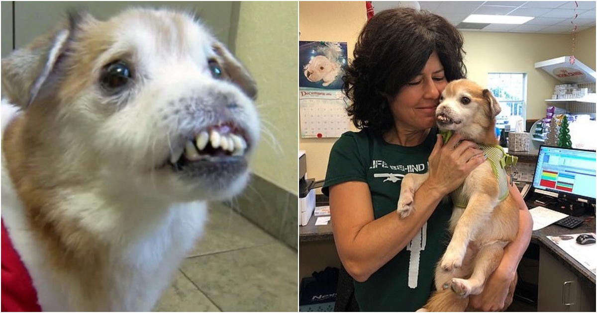 The Unbreakable Spirit: Sniffles, the Extraordinary Dog with No Nose and Broken Teeth