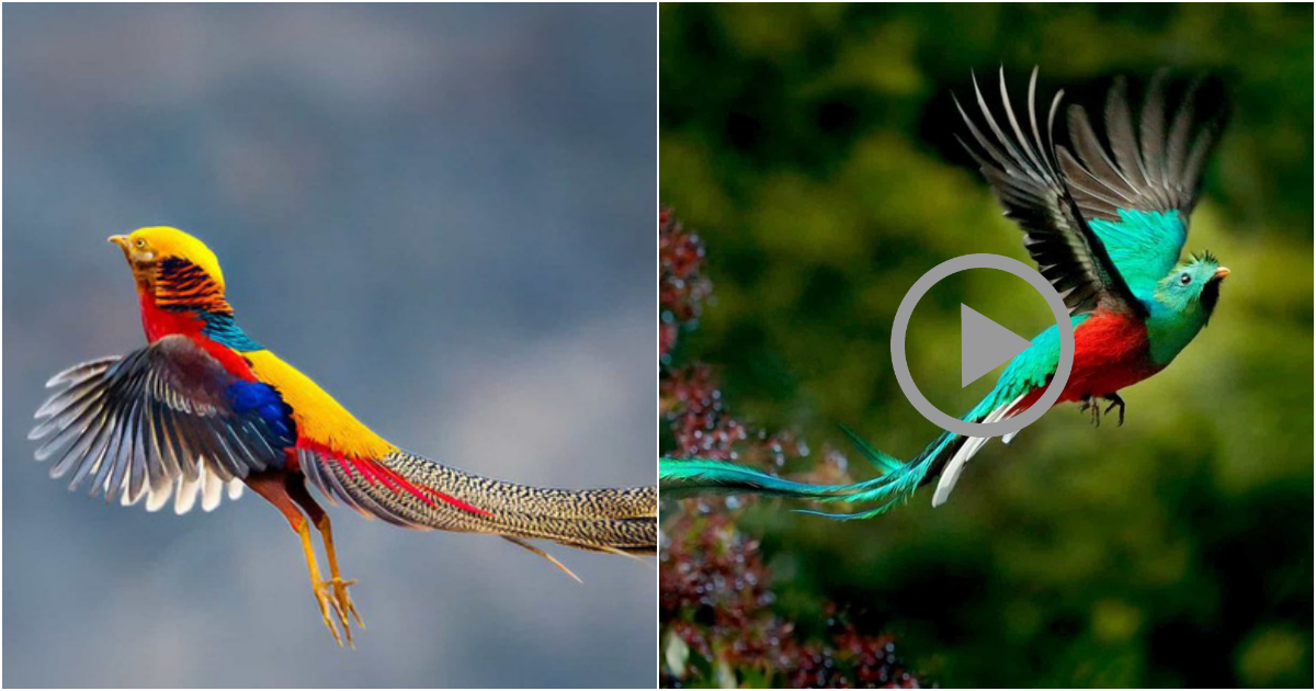 The Fascinating Phenomenon: Why Male Birds Outshine their Female Counterparts