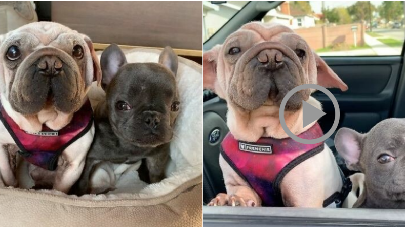 Unconventionally Adorable: Rescued Dog Finds a Companion in a Unique Little Sister