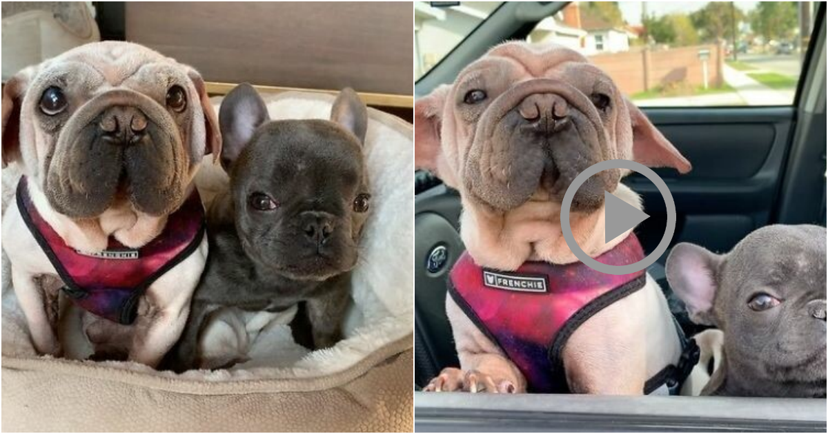 Unconventionally Adorable: Rescued Dog Finds a Companion in a Unique Little Sister