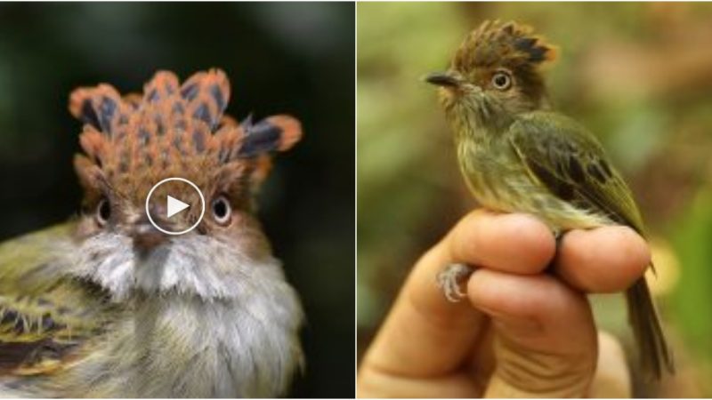 Unveiling the Secrets of the Scale-Crested Pygmy Tyrant: A Tiny Majesty of the Tropical Forests