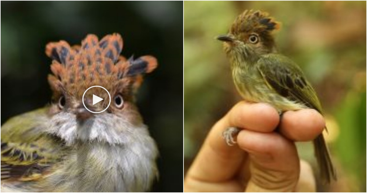 Unveiling the Secrets of the Scale-Crested Pygmy Tyrant: A Tiny Majesty of the Tropical Forests