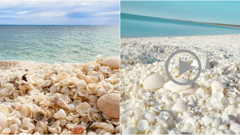 Shell White Beach: A Pristine Paradise