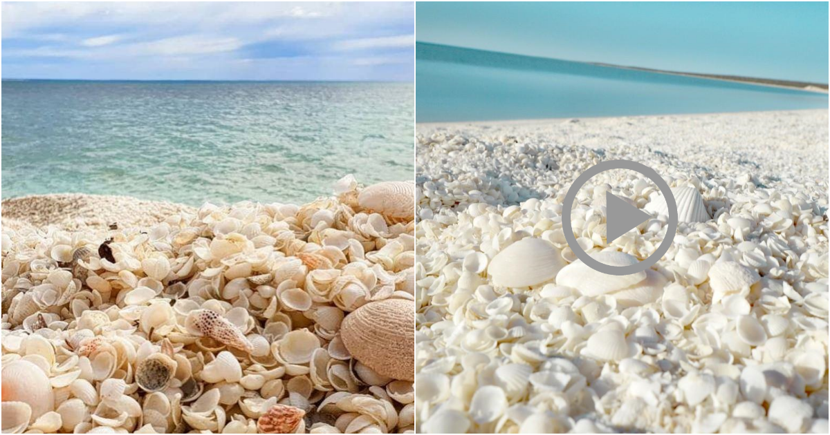 Shell White Beach: A Pristine Paradise