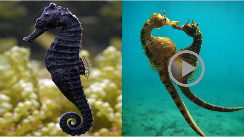 The Enchanting Seahorse: A Fascinating and Delicate Species of the Sea