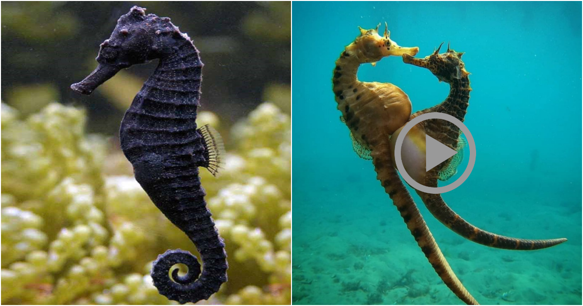 The Enchanting Seahorse: A Fascinating and Delicate Species of the Sea