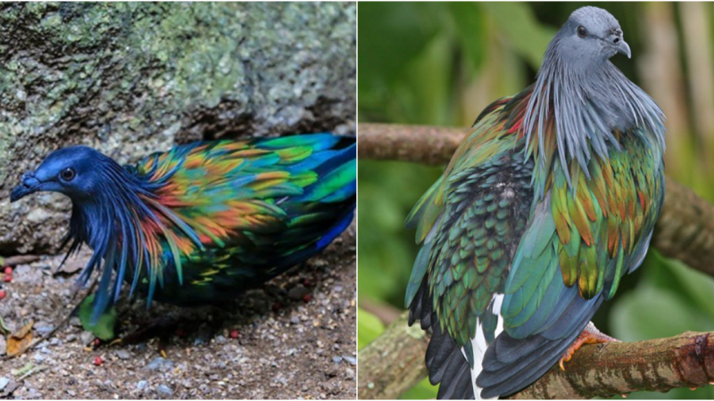 The Beauty of the Grandala Coelicolor: A Marvel of Nature