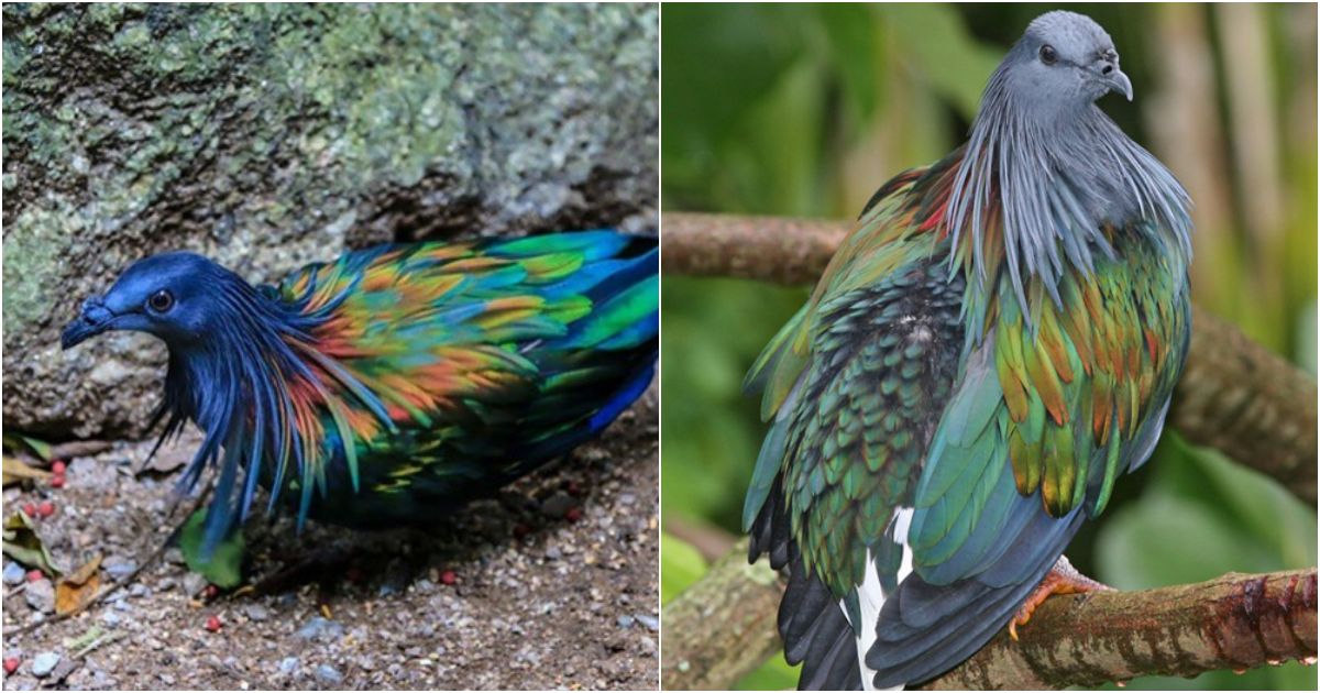 The Beauty of the Grandala Coelicolor: A Marvel of Nature