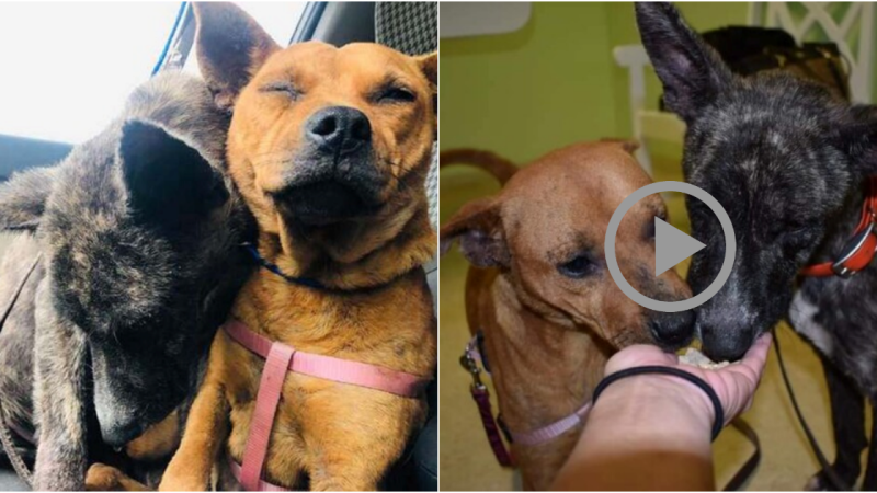 Abandoned Dogs Find Comfort in Each Other’s Company