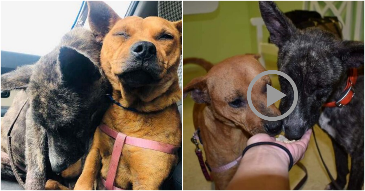 Abandoned Dogs Find Comfort in Each Other’s Company