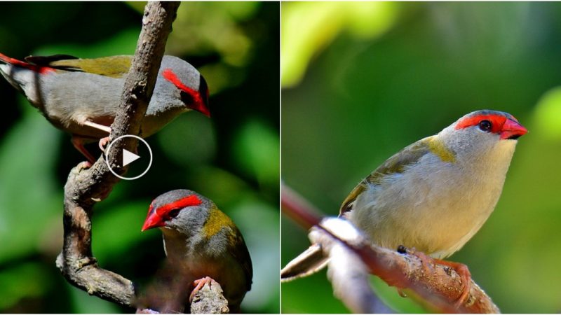 Vibrant Beauty: The Red-Browed Finch – A Striking Bird with Vivid Red Features