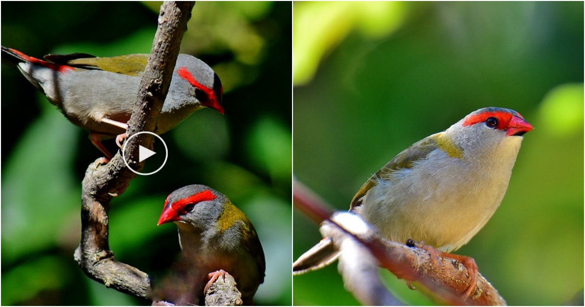 Vibrant Beauty: The Red-Browed Finch – A Striking Bird with Vivid Red Features