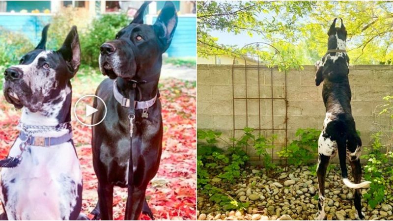 A Stool of Friendship: How a Step Stool Bridged the Gap Between Dogs