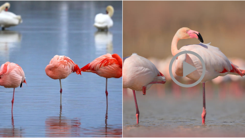 Unlocking the Mystery of Flamingos’ One-Legged Stance: Astonishing Adaptations Revealed