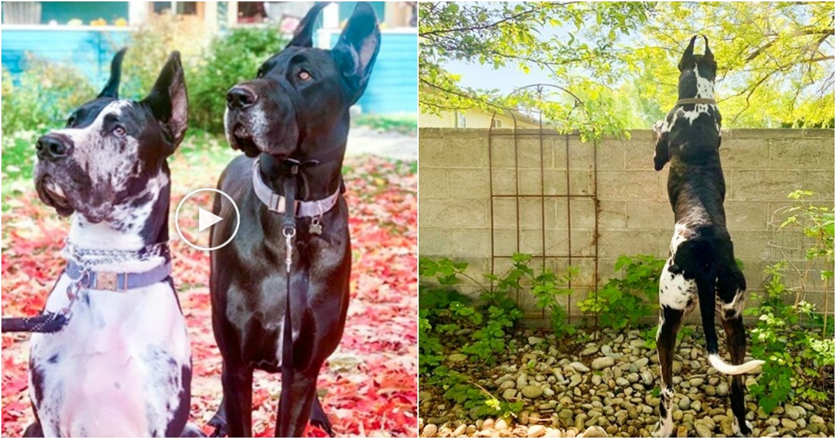 A Stool of Friendship: How a Step Stool Bridged the Gap Between Dogs