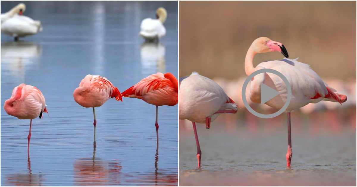 Unlocking the Mystery of Flamingos’ One-Legged Stance: Astonishing Adaptations Revealed