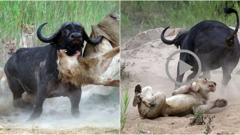 Wild Buffalo’s Heroic Sacrifice: Impaling Aggressive Lion to Protect Fellow Companions