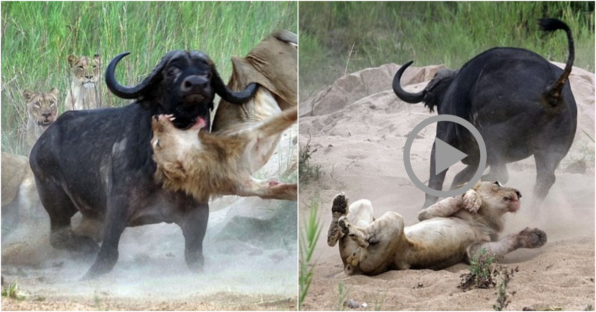 Wild Buffalo’s Heroic Sacrifice: Impaling Aggressive Lion to Protect Fellow Companions