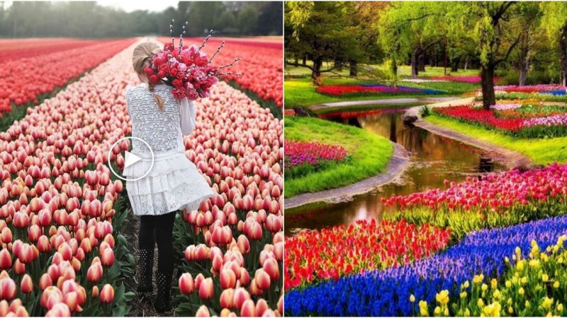 Keukenhof Gardens – The Floral Paradise of the Netherlands