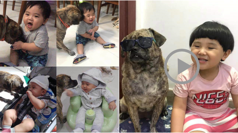 The Mushroom-headed Boy and the Ferocious-looking Dog Drive Internet Users Crazy with Their Adorableness