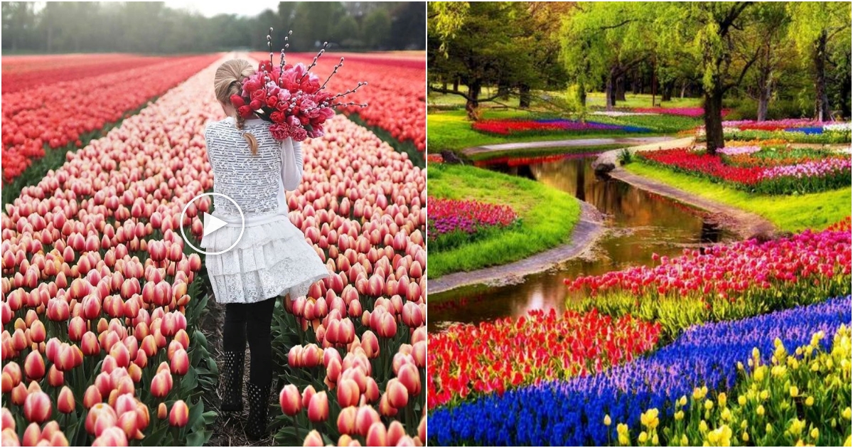 Keukenhof Gardens – The Floral Paradise of the Netherlands